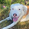 dog, white_dog, brown_spots, tongue_out, grass, flowers, yellow_flowers, greenery, outdoor, nature, sunlight, happy_dog, canine, pet, animal, resting, summer, close_up, muzzle, collar