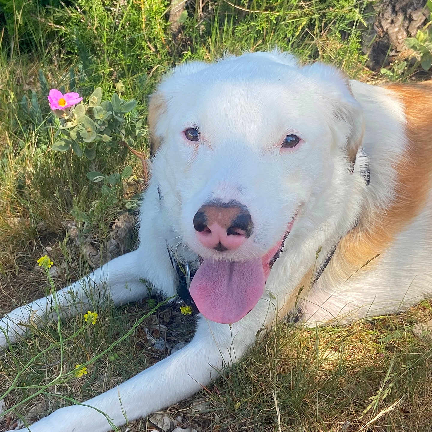 Tofoo participe au concours pour gagner de l'argent avec cette photo : dog, white_dog, brown_spots, tongue_out, grass, flowers, yellow_flowers, greenery, outdoor, nature, sunlight, happy_dog, canine, pet, animal, resting, summer, close_up, muzzle, collar
