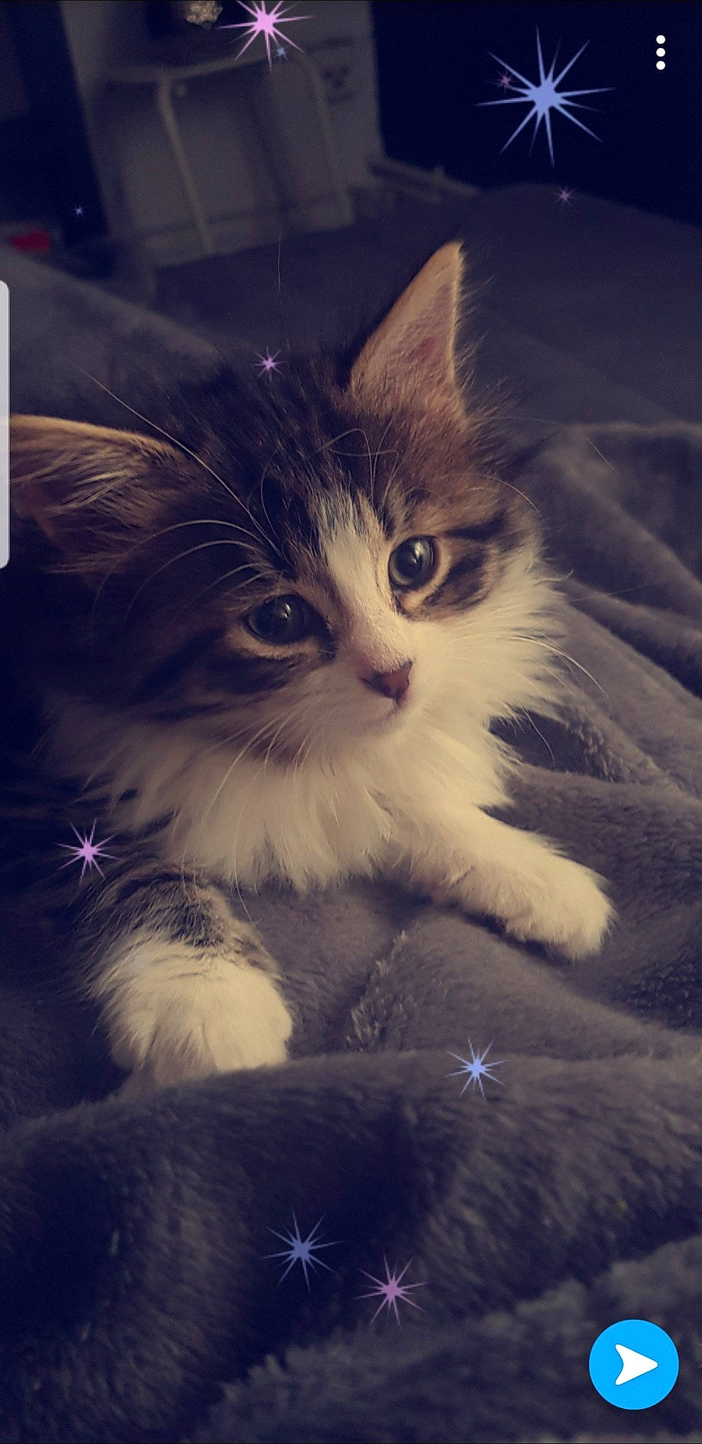 Olly a rejoint le concours — aidez-le/la à gagner de superbes lots ! asian_semi_longhair, british_longhair, british_semi_longhair, carnivore, cat, domestic_long_haired_cat, felidae, fur, kitten, maine_coon, mammal, norwegian_forest_cat, ragamuffin, siberian, sky, small_to_medium_sized_cats, whiskers