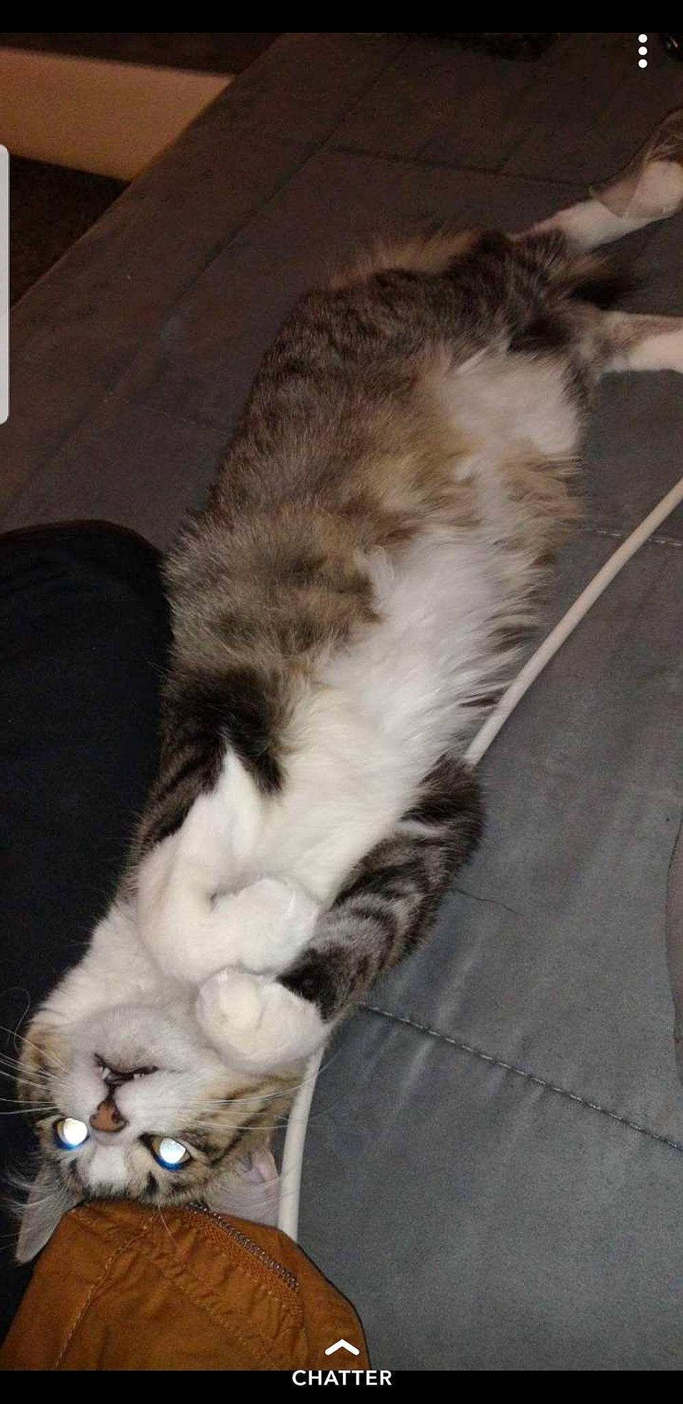 Olly participe au concours pour gagner de l'argent avec cette photo : carnivore, cat, claw, domestic_long_haired_cat, european_shorthair, felidae, kitten, norwegian_forest_cat, small_to_medium_sized_cats, tail, whiskers