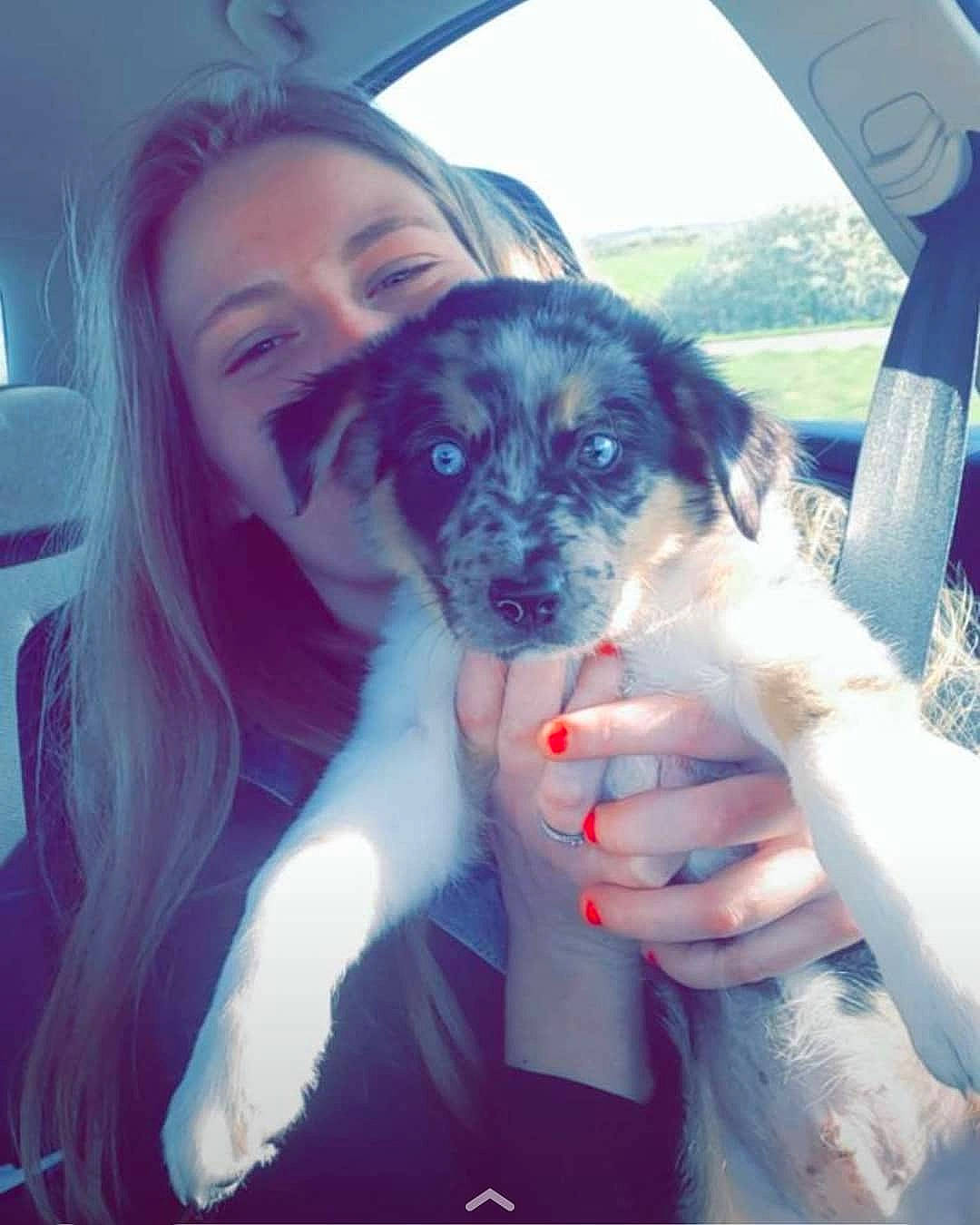 Floky a rejoint le concours — aidez-le/la à gagner de superbes lots ! canidae, carnivore, companion_dog, dog, dog_breed, puppy, puppy_love, sporting_group