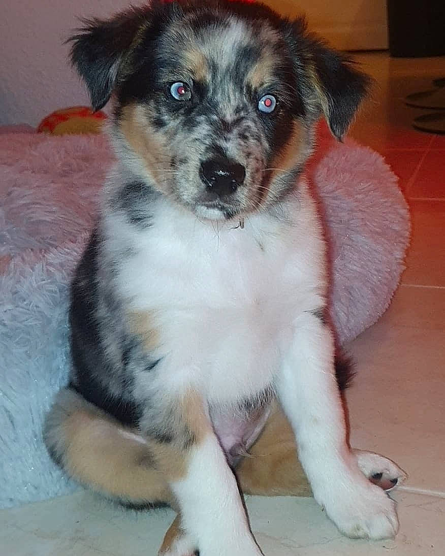 Floky participe au concours pour gagner de l'argent avec cette photo : australian_collie, australian_shepherd, canidae, carnivore, companion_dog, dog, dog_breed, english_shepherd, herding_dog, mammal, miniature_australian_shepherd, puppy, rare_breed_dog, snout, sporting_group, texas_heeler, vertebrate, welsh_sheepdog, whiskers