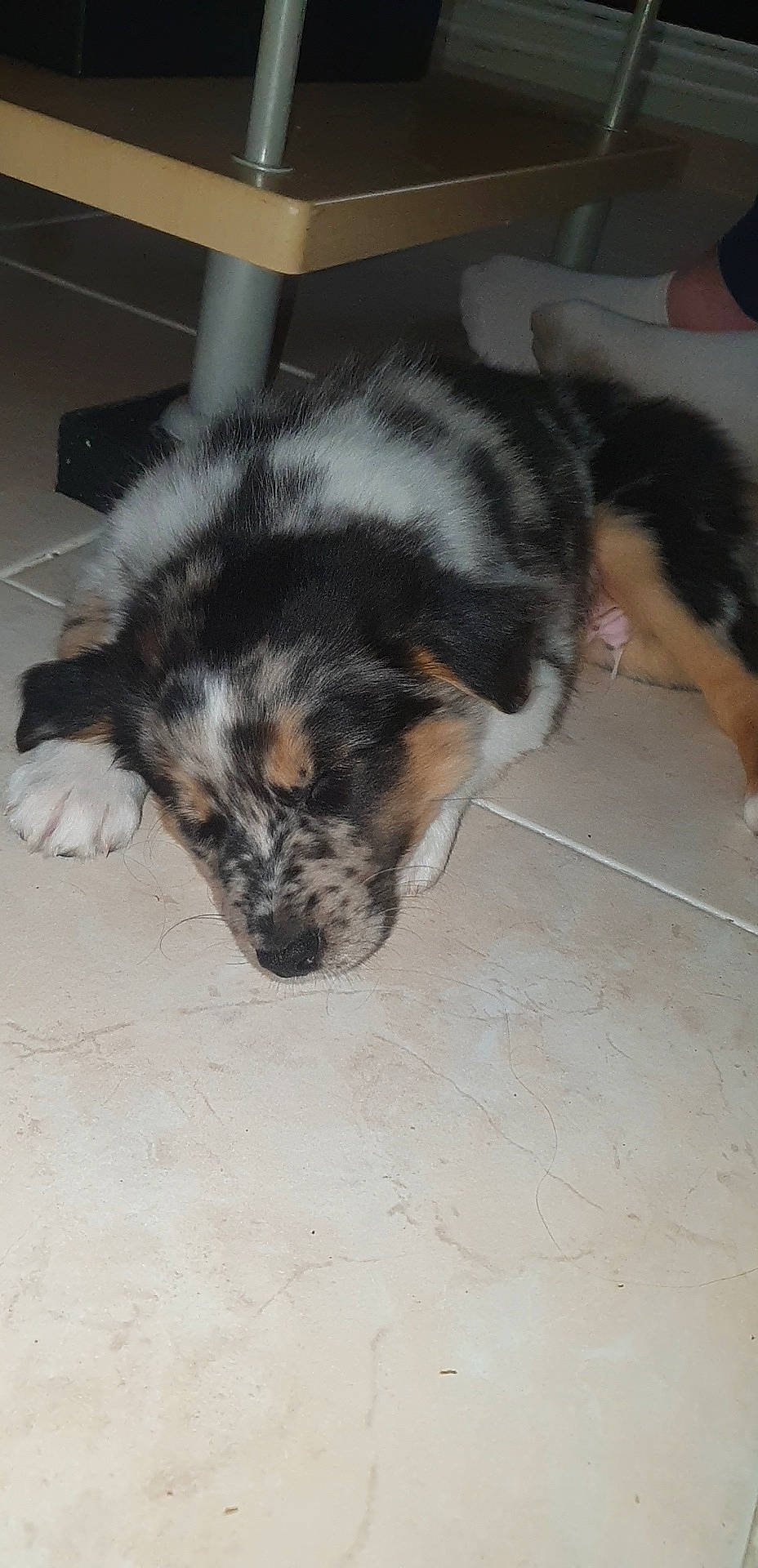 Floky participe au concours pour gagner de l'argent avec cette photo : australian_shepherd, canidae, carnivore, dog, dog_breed, herding_dog, mammal, miniature_australian_shepherd, puppy, sporting_group, vertebrate