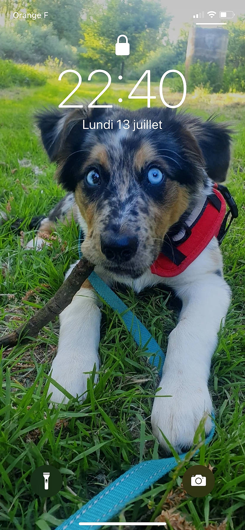 Floky participe au concours pour gagner de l'argent avec cette photo : canidae, carnivore, collar, companion_dog, dog, dog_breed, dog_collar, dog_supply, dog_toy, grass, grass_family, mammal, paw, pet_supply, puppy, snout, sporting_group, vertebrate, whiskers, working_animal