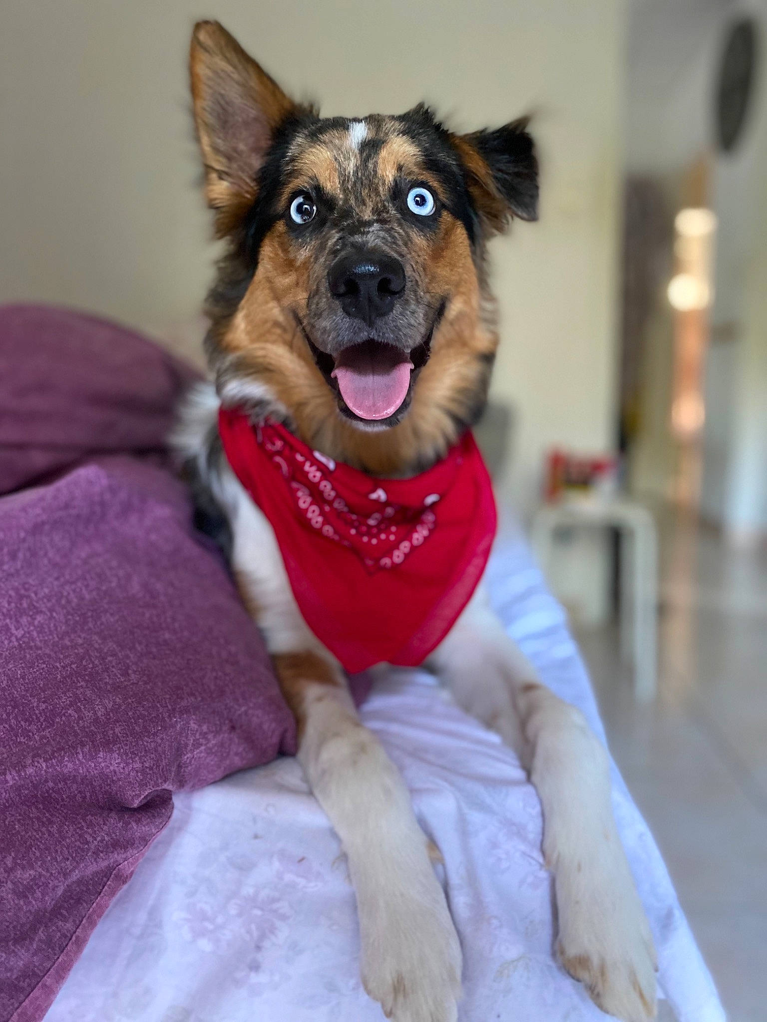 Floky participe au concours pour gagner de l'argent avec cette photo : canidae, carnivore, collar, companion_dog, dog, dog_breed, dog_supply, fawn, fur, jaw, magenta, paw, pet_supply, pink, snout, sporting_group, tongue, tooth, vertebrate, working_animal