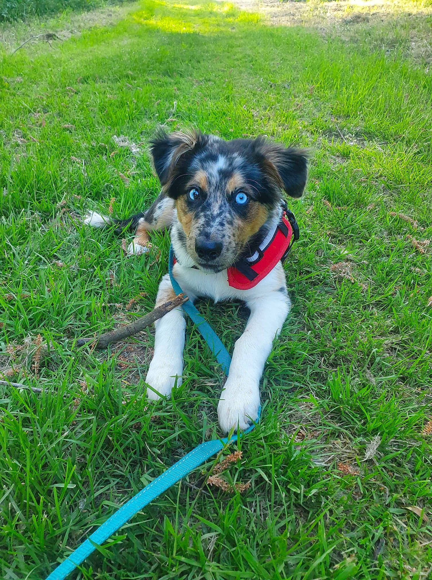 Floky a rejoint le concours — aidez-le/la à gagner de superbes lots ! canidae, carnivore, collar, companion_dog, dog, dog_breed, dog_clothes, dog_collar, dog_supply, grass, grass_family, grassland, groundcover, lawn, mammal, pet_supply, prairie, snout, sporting_group, working_animal