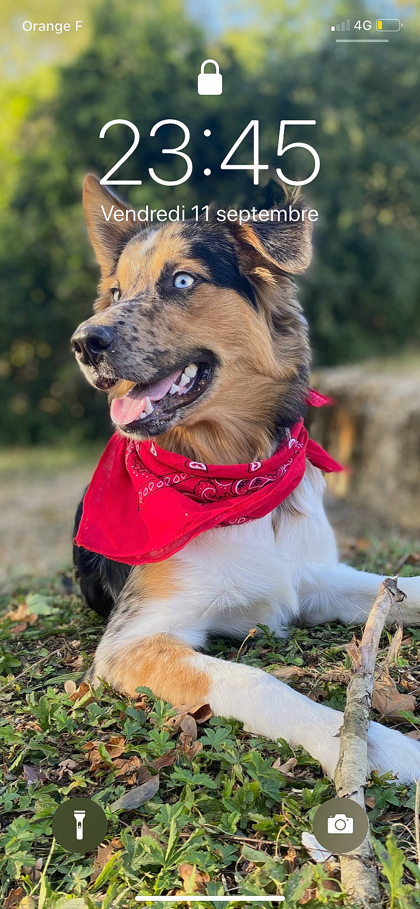 Floky a rejoint le concours — aidez-le/la à gagner de superbes lots ! canidae, carnivore, collar, companion_dog, deciduous, dog, dog_breed, dog_clothes, dog_collar, dog_supply, fur, leash, mammal, pet_supply, snout, sporting_group, tongue, vertebrate, whiskers, working_animal