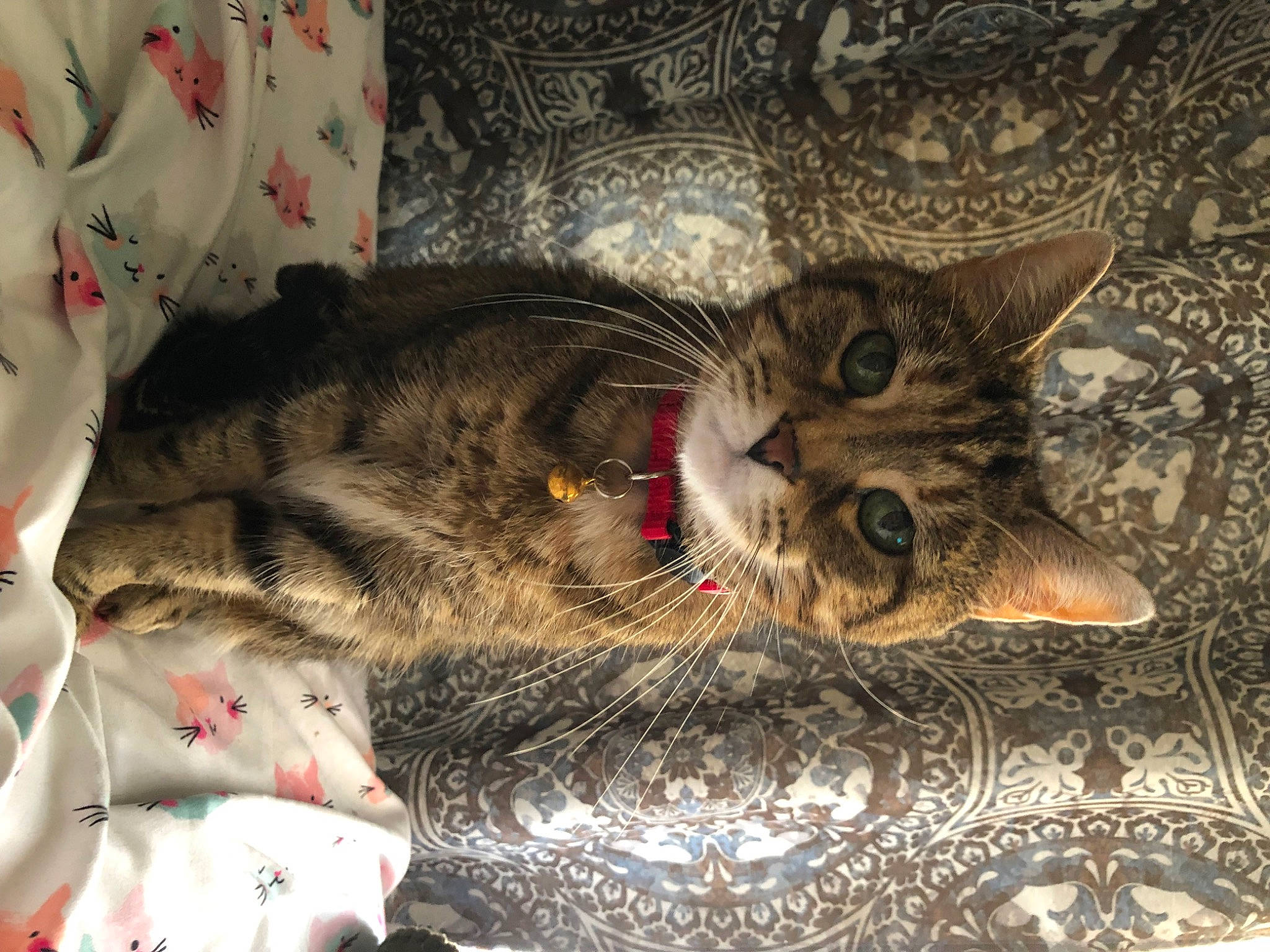 Willow joined the competition — help win amazing prizes! carnivore, cat, claw, comfort, domestic_short_haired_cat, felidae, fur, linens, nap, pattern, paw, small_to_medium_sized_cats, tail, terrestrial_animal, whiskers, wood