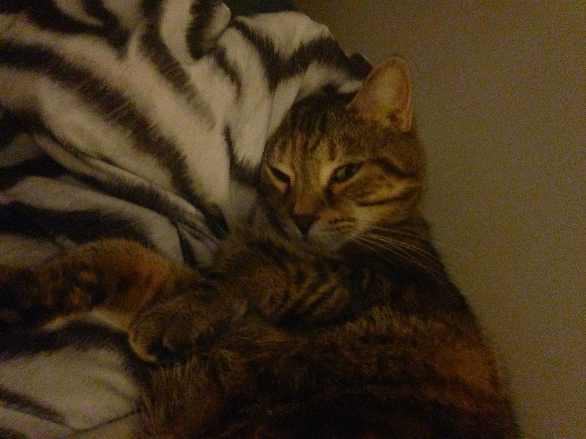 Willow joined the competition — help win amazing prizes! brown, carnivore, cat, claw, comfort, domestic_short_haired_cat, felidae, fur, paw, small_to_medium_sized_cats, snout, tail, terrestrial_animal, whiskers