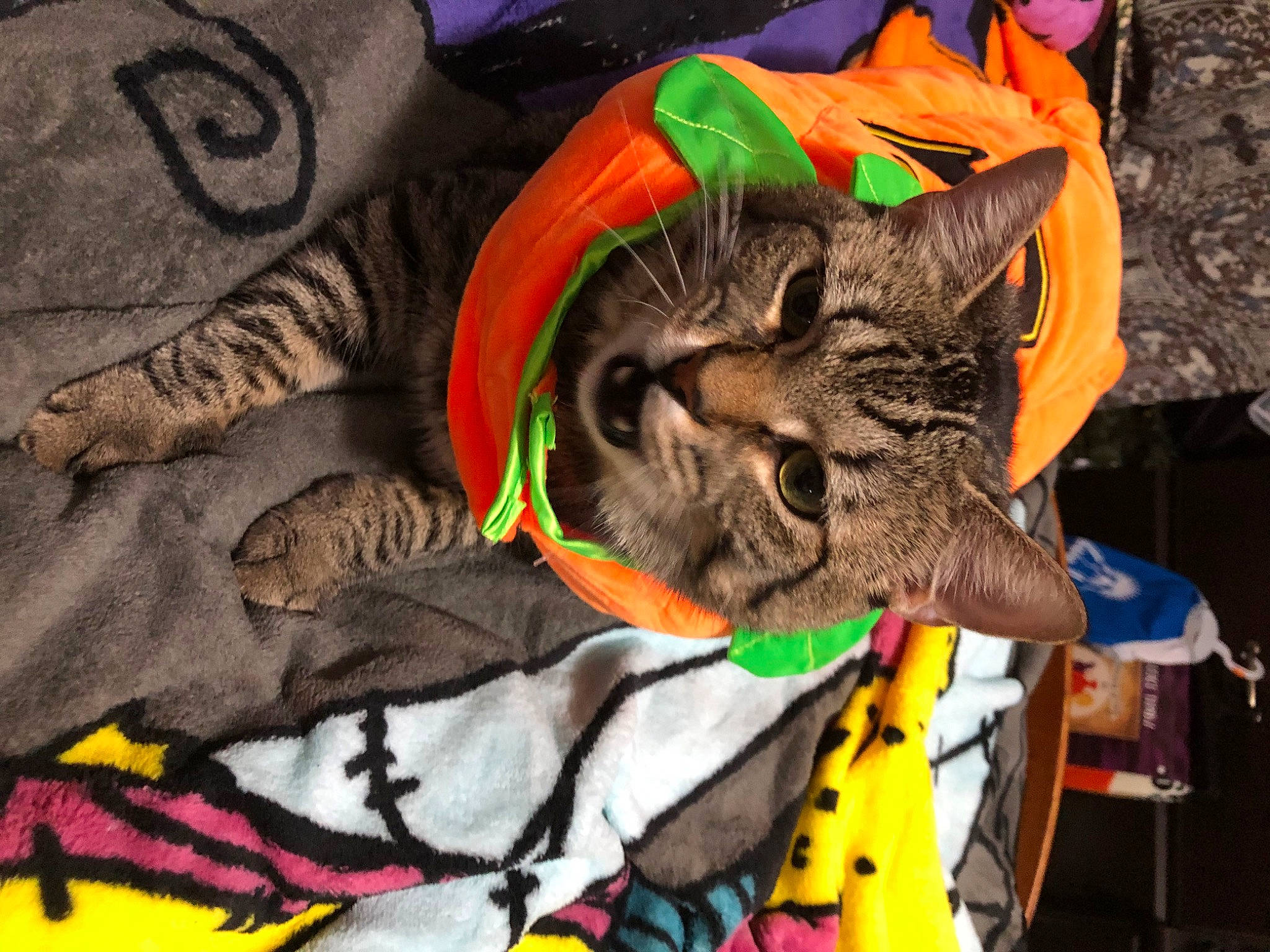 Castiel is registered to the contest to win money with this photo: carnivore, cat, comfort, domestic_short_haired_cat, felidae, fur, linens, mammal, orange, pattern, personal_protective_equipment, small_to_medium_sized_cats, tail, textile, whiskers