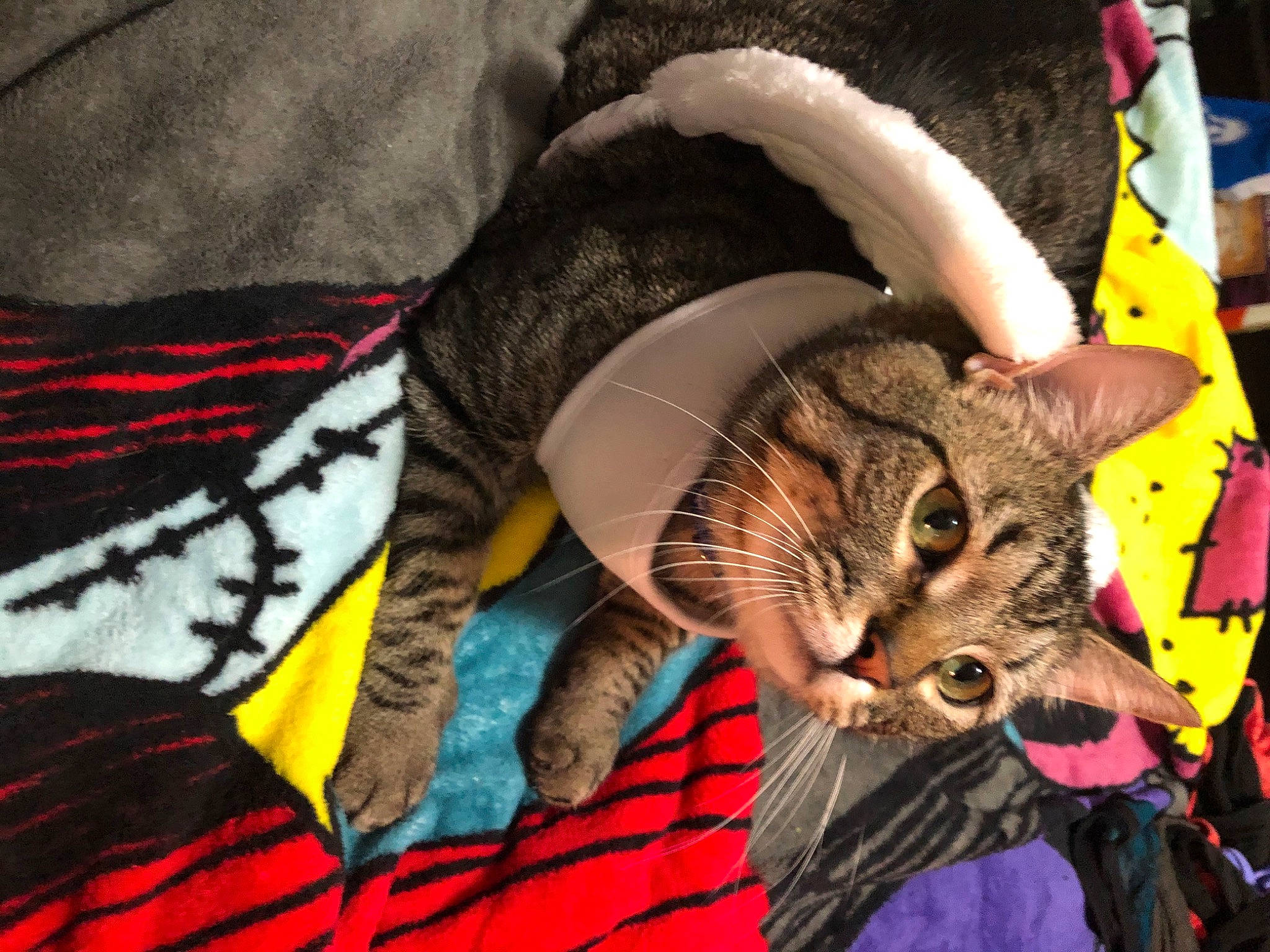 Castiel joined the competition — help win amazing prizes! carmine, carnivore, cat, claw, comfort, domestic_short_haired_cat, fashion_accessory, fawn, felidae, fur, hat, human_leg, linens, pattern, paw, sleeve, small_to_medium_sized_cats, tail, tree, whiskers