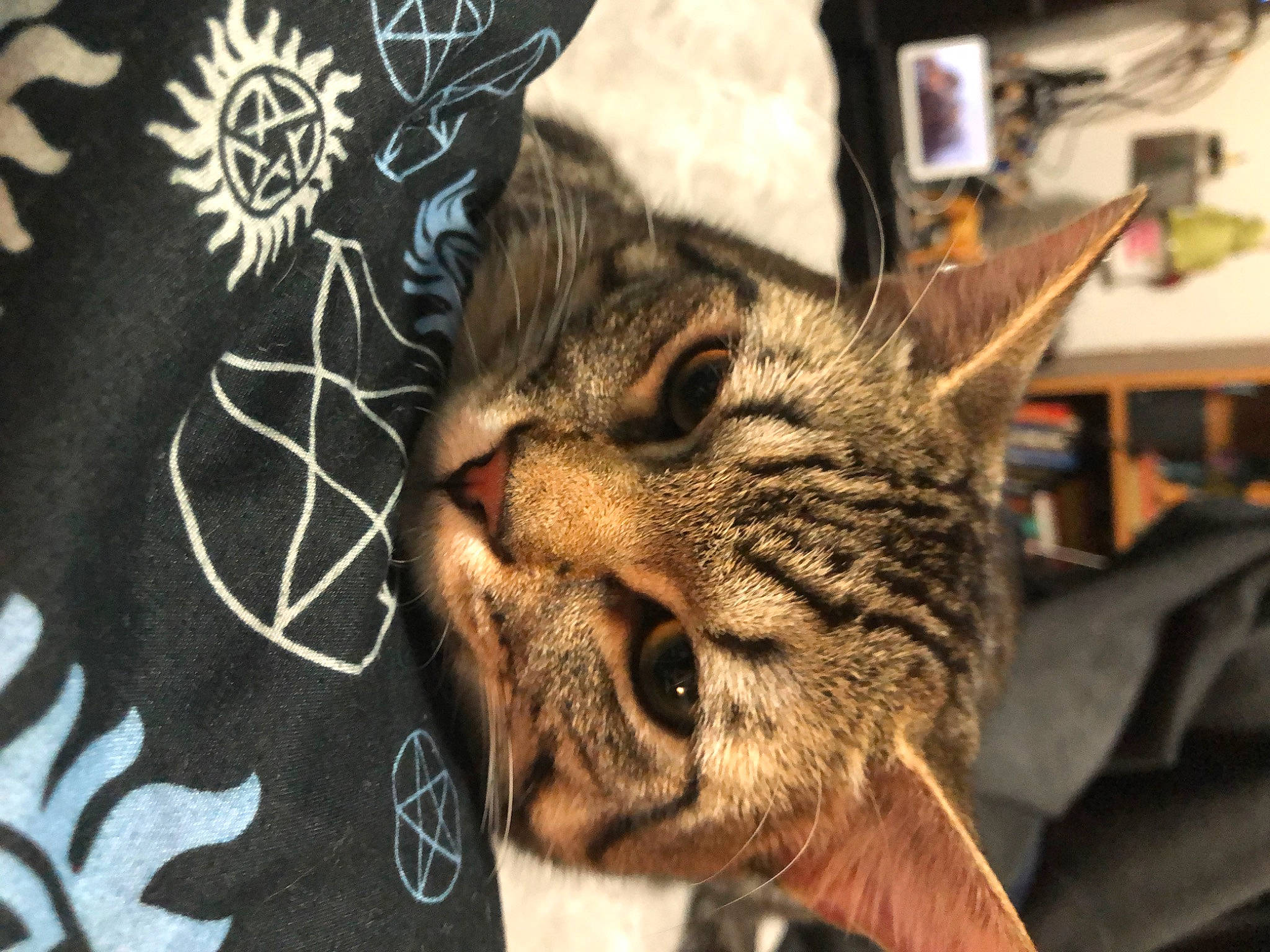 Castiel joined the competition — help win amazing prizes! carnivore, cat, claw, comfort, domestic_short_haired_cat, fang, felidae, fur, pattern, paw, sleep, sleeve, small_to_medium_sized_cats, snout, terrestrial_animal, whiskers, wildlife