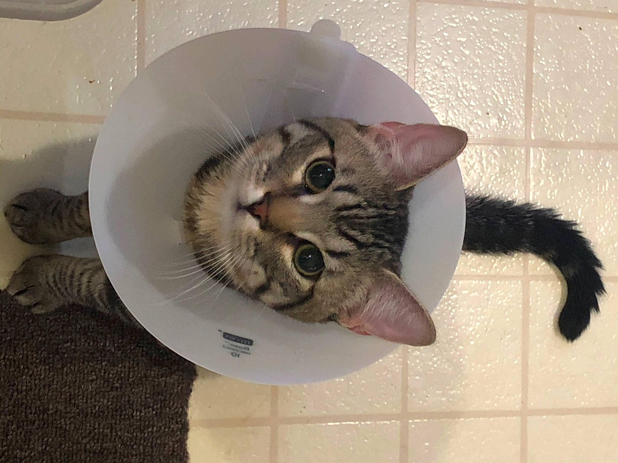 Castiel joined the competition — help win amazing prizes! carnivore, cat, cat_bed, cat_supply, ceiling, dishware, domestic_short_haired_cat, door, felidae, flooring, fur, metal, paw, plate, serveware, small_to_medium_sized_cats, snout, tableware, tail, whiskers