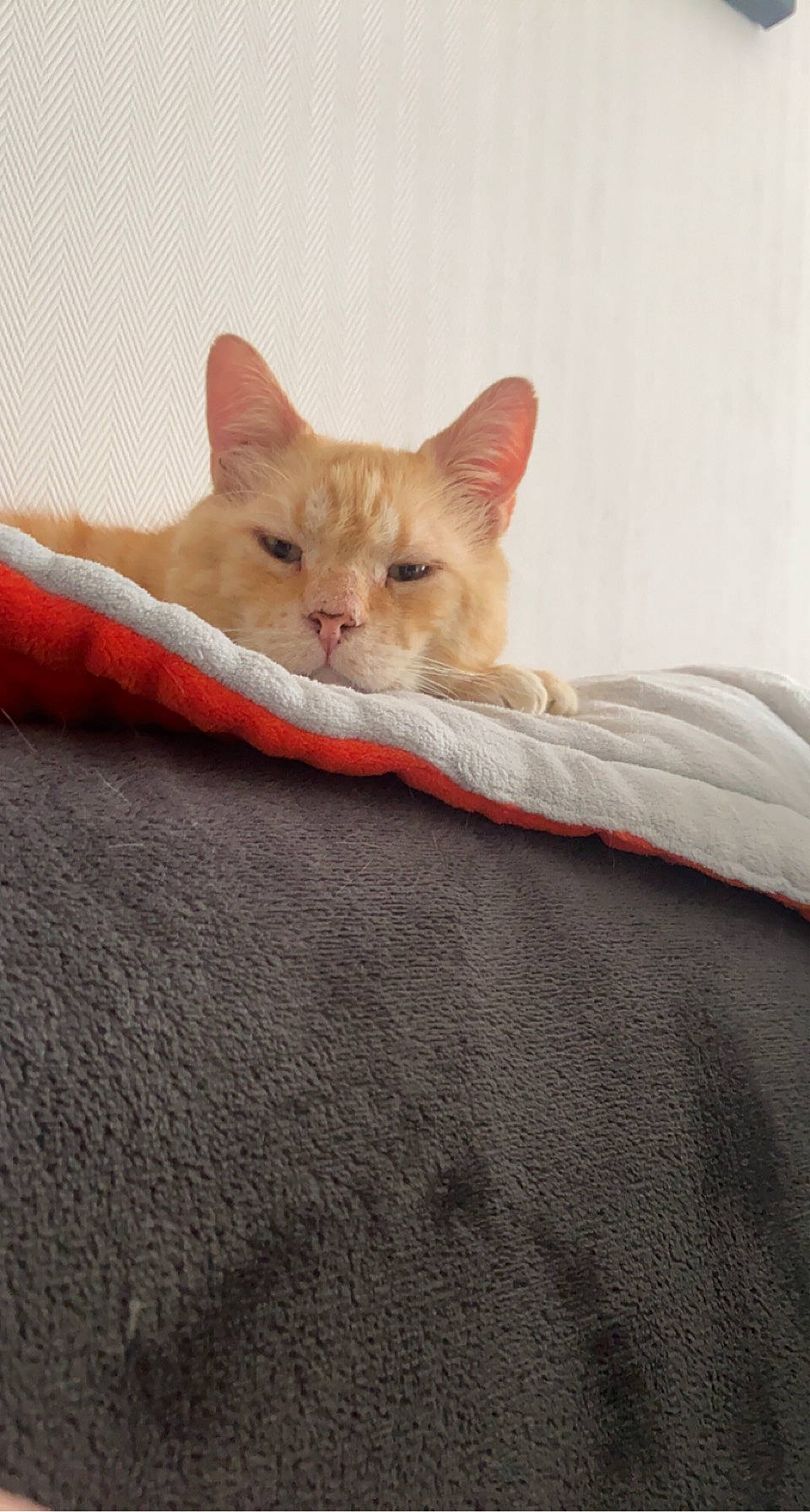 Jump a rejoint le concours — aidez-le/la à gagner de superbes lots ! carnivore, cat, cat_supply, claw, comfort, couch, domestic_short_haired_cat, fawn, felidae, fur, hardwood, linens, paw, small_to_medium_sized_cats, snout, tail, whiskers, wood