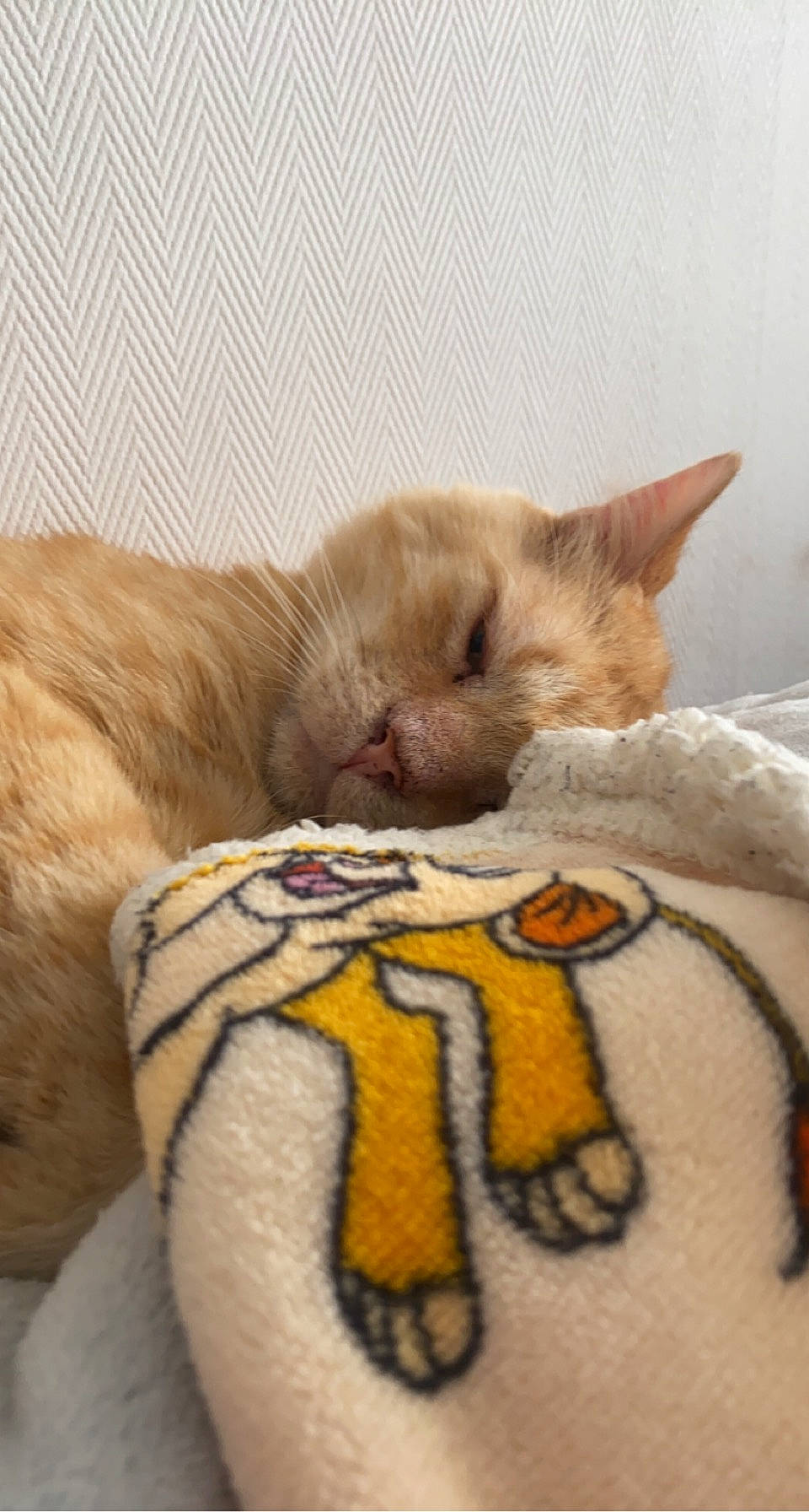 Jump participe au concours pour gagner de l'argent avec cette photo : carnivore, cat, cat_supply, comfort, domestic_short_haired_cat, fawn, felidae, fur, linens, mammal, nap, paw, pet_supply, siamese, small_to_medium_sized_cats, snout, tail, terrestrial_animal, vertebrate, whiskers