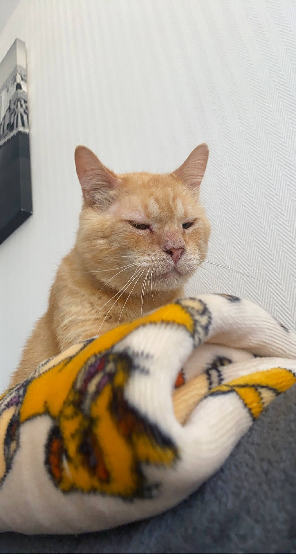 Jump participe au concours pour gagner de l'argent avec cette photo : carnivore, cat, cat_bed, cat_furniture, cat_supply, claw, comfort, domestic_short_haired_cat, fawn, felidae, fur, paw, pet_supply, small_to_medium_sized_cats, snout, tail, terrestrial_animal, whiskers, wildlife, window