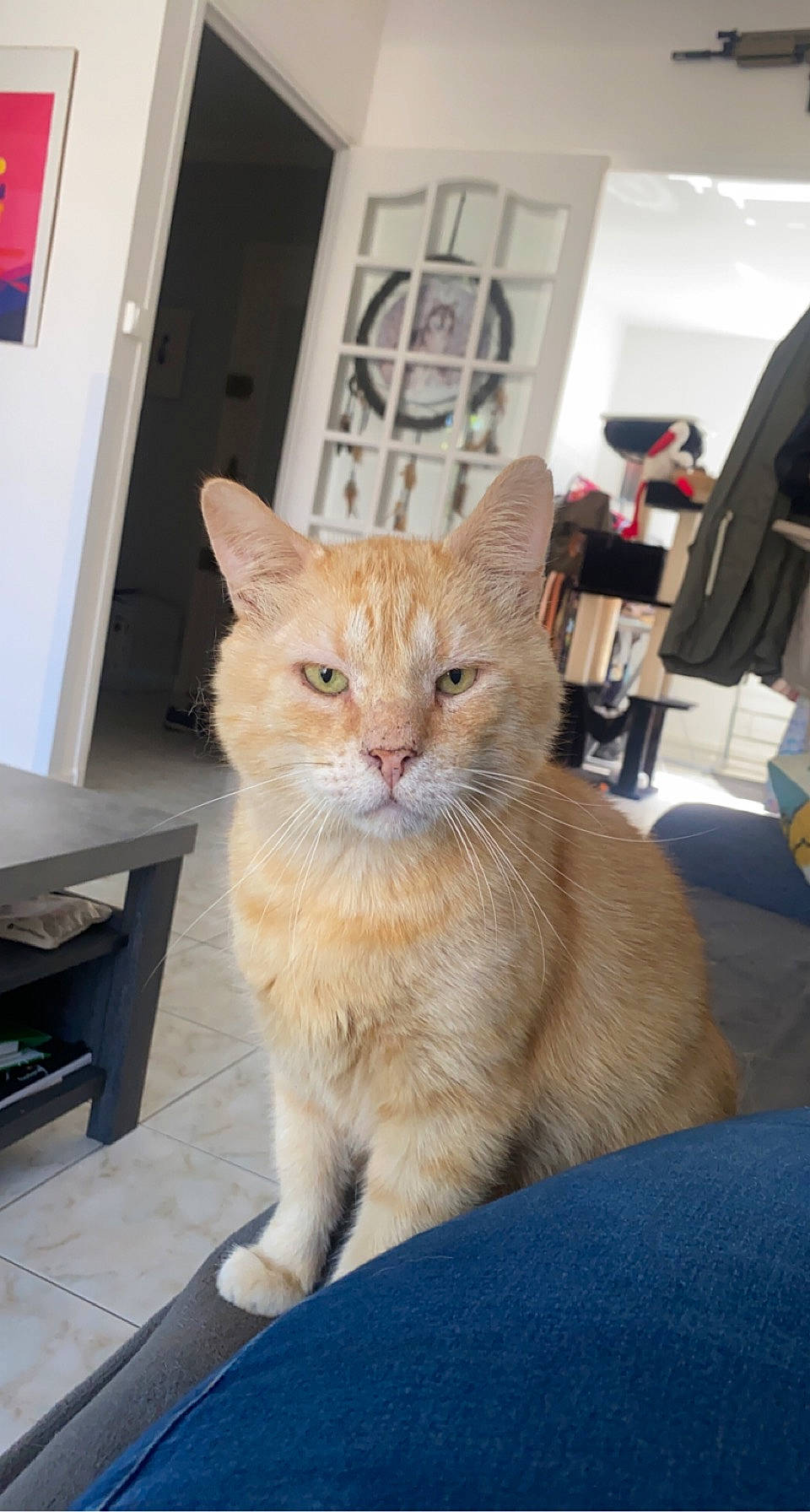 Jump participe au concours pour gagner de l'argent avec cette photo : art, carnivore, cat, cat_supply, claw, comfort, domestic_short_haired_cat, door, fawn, felidae, flooring, fur, sitting, small_to_medium_sized_cats, snout, tail, terrestrial_animal, whiskers, window, wood