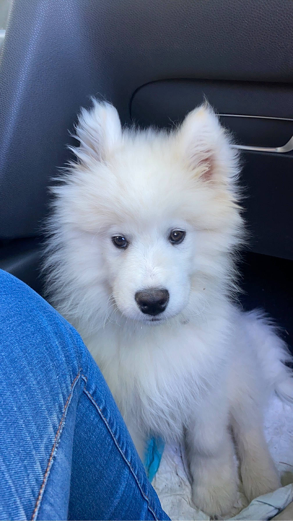 Ubble a rejoint le concours — aidez-le/la à gagner de superbes lots ! canidae, carnivore, companion_dog, dog, dog_breed, electric_blue, eye, fur, german_spitz, german_spitz_klein, german_spitz_mittel, japanese_spitz, samoyed, snout, spitz, sporting_group, volpino_italiano, whiskers, white, working_animal