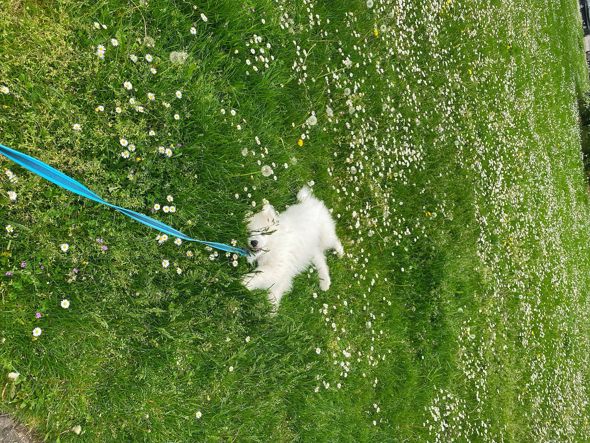 Ubble participe au concours pour gagner de l'argent avec cette photo : crop, event, field, flowering_plant, grass, grass_family, grassland, groundcover, herb, landscape, natural_landscape, pasture, people_in_nature, plant, plantation, shrub, slope, tail, toy, tree