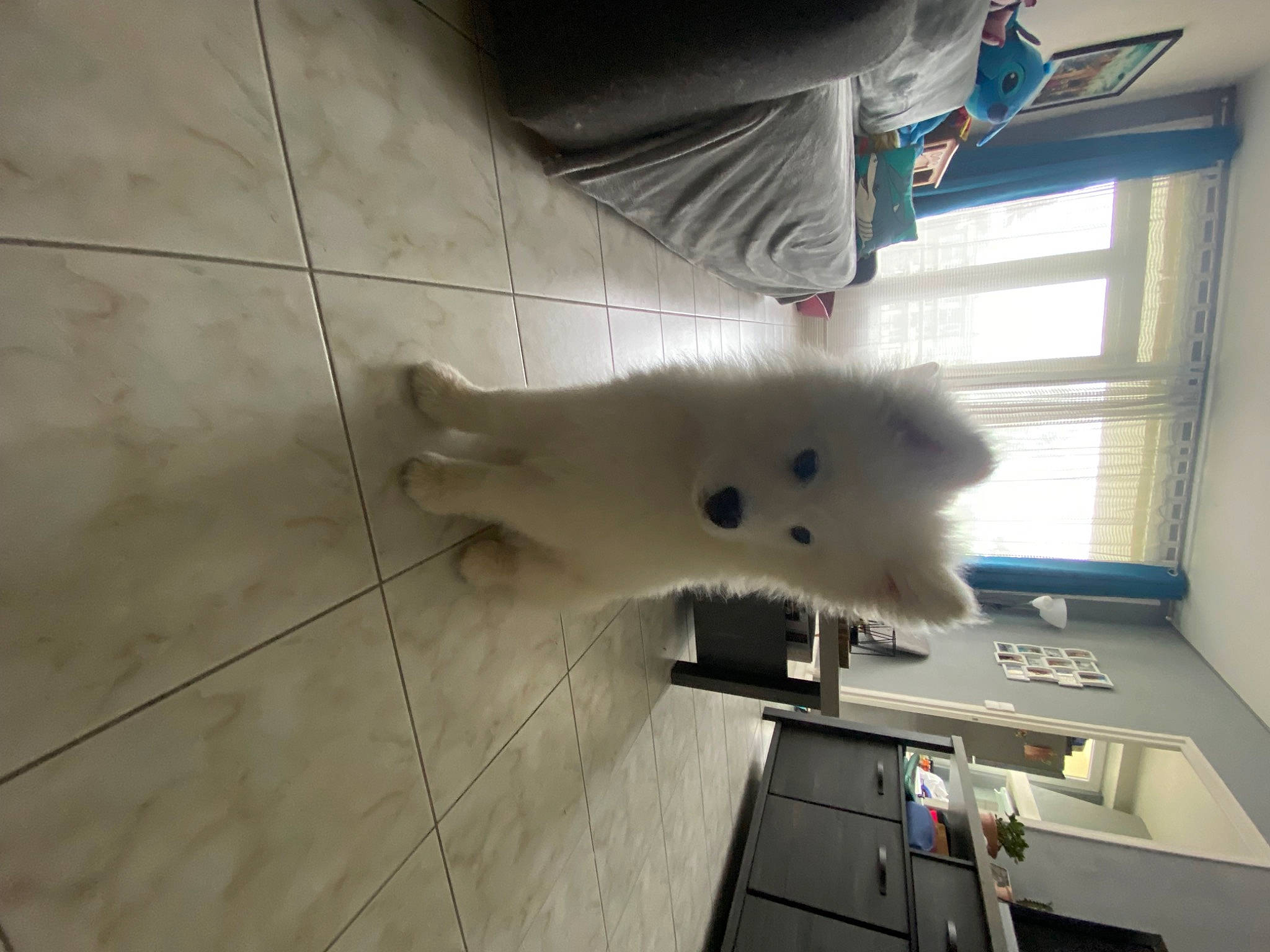 Ubble a rejoint le concours — aidez-le/la à gagner de superbes lots ! canidae, carnivore, ceiling, companion_dog, dog_breed, felidae, flooring, fur, indian_spitz, rodent, room, samoyed, small_to_medium_sized_cats, snout, spitz, tail, tints_and_shades, whiskers, wing, wood