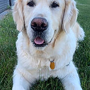 Teddy joined the competition — help win amazing prizes! dog, golden_retriever, grass, outdoor, pet, canine, animal, lying_down, tongue_out, collar, tag, fence, daylight, park, nature, friendly, mammal, closeup, fur, ears