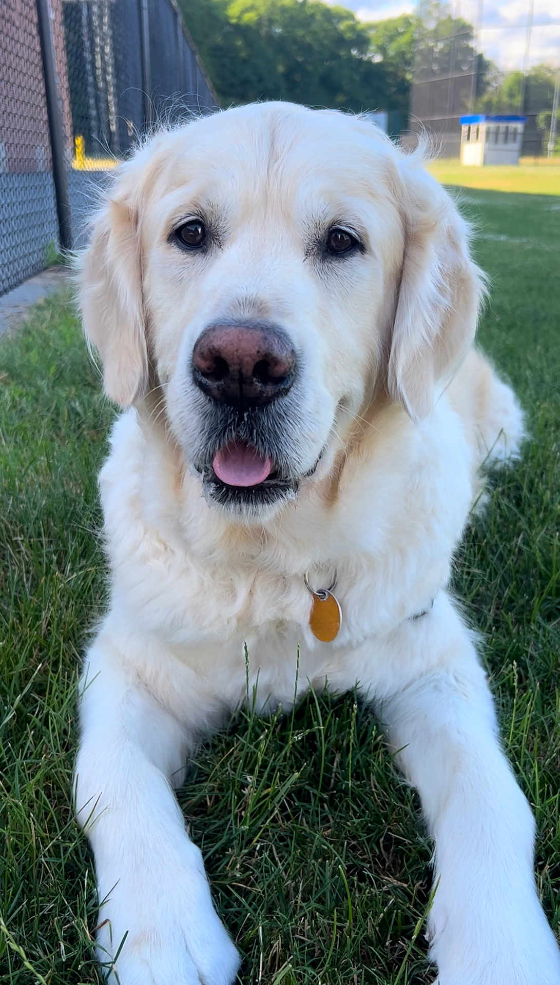 Teddy joined the competition — help win amazing prizes! dog, golden_retriever, grass, outdoor, pet, canine, animal, lying_down, tongue_out, collar, tag, fence, daylight, park, nature, friendly, mammal, closeup, fur, ears