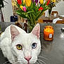 blue_eye, candle, cat, close_up, colorful_flowers, cozy, curious, decor, domestic_animal, flower_vase, heterochromia, indoor, kitchen_counter, orange_candle, pet, table, tulips, whiskers, white_cat, yellow_eye