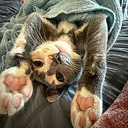 Iris joined the competition — help win amazing prizes! cat, paws, blanket, bed, fur, whiskers, cute, pet, indoor, relaxed, cozy, sleepy, animal, tabby, soft, lying_down, closeup, pink_paw_pads, knitted_blanket, curious