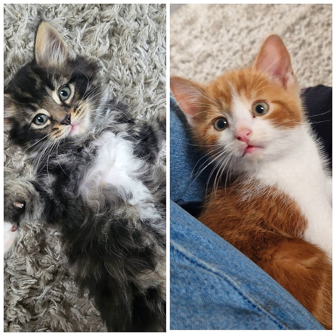 Rocky And Rebel joined the competition — help win amazing prizes! art, beauty, carnivore, cat, claw, comfort, domestic_short_haired_cat, fawn, felidae, fur, gesture, paw, photo_caption, small_to_medium_sized_cats, snout, tail, whiskers