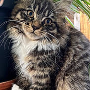 Mymi participe au concours pour gagner de l'argent avec cette photo : cat, kitten, tabby, fluffy, pet, animal, whiskers, greenery, plant, leaf, indoor, cute, curious, young, paws, fur, closeup, portrait, nature, domestic
