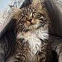 Mymi participe au concours pour gagner de l'argent avec cette photo : kitten, cat, tabby, fluffy, cute, pet, animal, whiskers, fur, curious, indoors, blanket, cozy, tent, soft, young, feline, playful, domestic, comfort