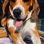 Two Pac a rejoint le concours — aidez-le/la à gagner de superbes lots ! dog, beagle, tongue_out, sunlight, relaxed, pet, animal, brown, white, black, ears, fur, outdoor, portrait, closeup, paw, tablecloth, resting, canine, cute