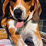 dog, beagle, tongue_out, sunlight, relaxed, pet, animal, brown, white, black, ears, fur, outdoor, portrait, closeup, paw, tablecloth, resting, canine, cute