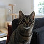 Rio participe au concours pour gagner de l'argent avec cette photo : animal, blurred_background, cat, couch, cozy, curious, cute, daylight, domestic, ears, furniture, home, indoor, kitten, living_room, pet, tabby, whiskers, window, young_cat