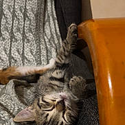 Rio participe au concours pour gagner de l'argent avec cette photo : animal, blanket, chair, closeup, cozy, cute, fur, furniture, indoor, kitten, napping, paw, pet, relaxed, resting, sleeping, soft, striped, tabby, wood