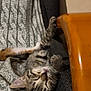 animal, blanket, chair, closeup, cozy, cute, fur, furniture, indoor, kitten, napping, paw, pet, relaxed, resting, sleeping, soft, striped, tabby, wood