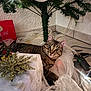 Rio participe au concours pour gagner de l'argent avec cette photo : cables, cat, christmas_tree, cozy, curious, decoration, eyes, fabric, feline, floor, gift_box, greenery, holiday, indoor, ornament, pet, relaxing, sparkle, tabby, whiskers