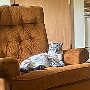 Diego joined the competition — help win amazing prizes! animal, armchair, cat, chair, comfort, cozy, cute, domestic, feline, fur, home, indoor, living_room, mammal, pet, relaxing, resting, seated, striped, wooden_door