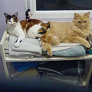 Soprano Et Kyra a rejoint le concours — aidez-le/la à gagner de superbes lots ! cat, calico_cat, orange_cat, towels, shelf, window, indoor, resting, pets, feline, fur, domestic_animal, cozy, relaxed, stack, furniture, home, animal, two_cats, window_frame