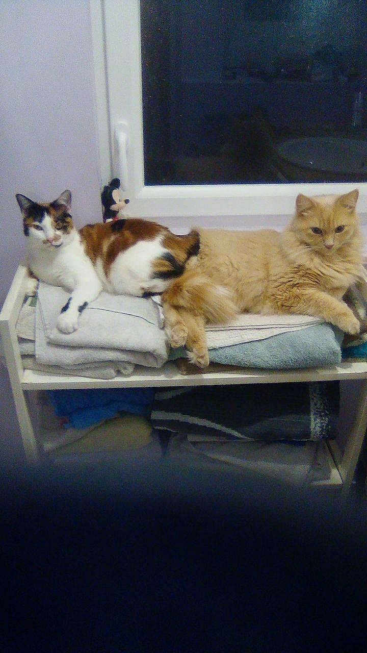 Soprano Et Kyra a rejoint le concours — aidez-le/la à gagner de superbes lots ! cat, calico_cat, orange_cat, towels, shelf, window, indoor, resting, pets, feline, fur, domestic_animal, cozy, relaxed, stack, furniture, home, animal, two_cats, window_frame