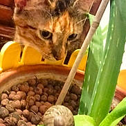 Spoon Isabelle a rejoint le concours — aidez-le/la à gagner de superbes lots ! cat, snail, aloe_vera, plant_pot, yellow_pot, green_leaf, curious_cat, pet, indoor_plant, close_up, brown_cat, striped_cat, slow_moving_snail, nature, wooden_background, animal, leaf, soil, houseplant, macro