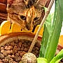 aloe_vera, animal, brown_cat, cat, close_up, curious_cat, green_leaf, houseplant, indoor_plant, leaf, macro, nature, pet, plant_pot, slow_moving_snail, snail, soil, striped_cat, wooden_background, yellow_pot