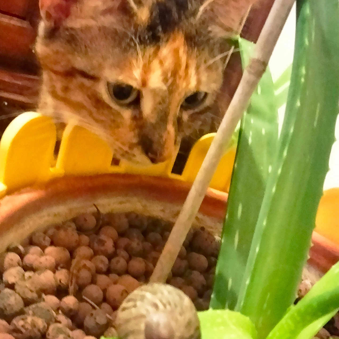 Spoon Isabelle a rejoint le concours — aidez-le/la à gagner de superbes lots ! aloe_vera, animal, brown_cat, cat, close_up, curious_cat, green_leaf, houseplant, indoor_plant, leaf, macro, nature, pet, plant_pot, slow_moving_snail, snail, soil, striped_cat, wooden_background, yellow_pot