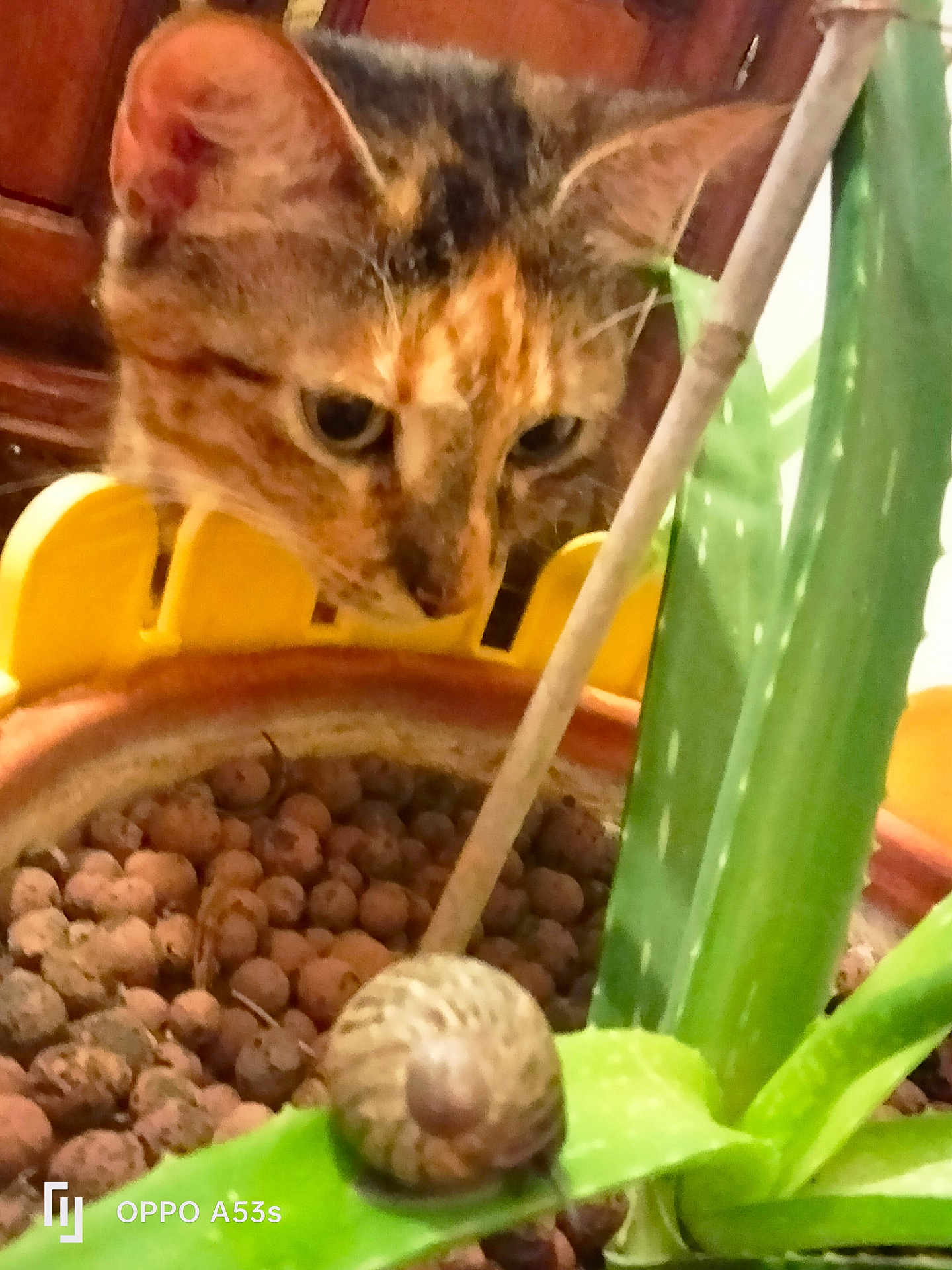 Spoon Isabelle a rejoint le concours — aidez-le/la à gagner de superbes lots ! cat, snail, aloe_vera, plant_pot, yellow_pot, green_leaf, curious_cat, pet, indoor_plant, close_up, brown_cat, striped_cat, slow_moving_snail, nature, wooden_background, animal, leaf, soil, houseplant, macro