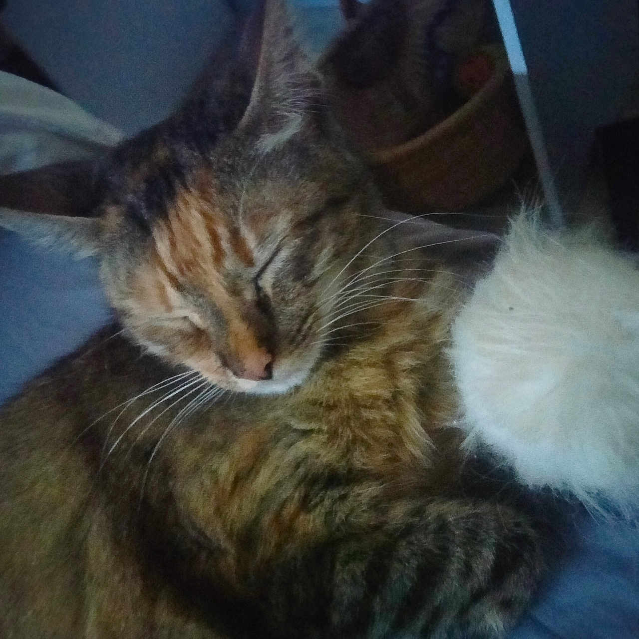 Spoon