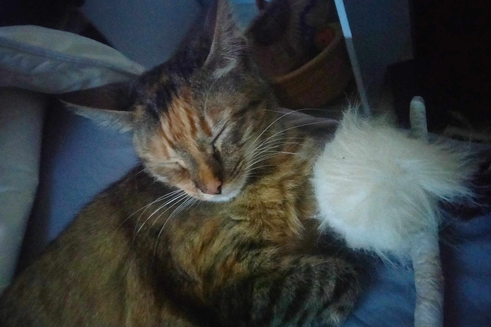 Spoon participe au concours pour gagner de l'argent avec cette photo : cat, tabby, sleeping, pet, fur, whiskers, toy, fluffy, indoor, bed, cozy, resting, cute, animal, feline, closeup, relaxed, domestic, soft, peaceful
