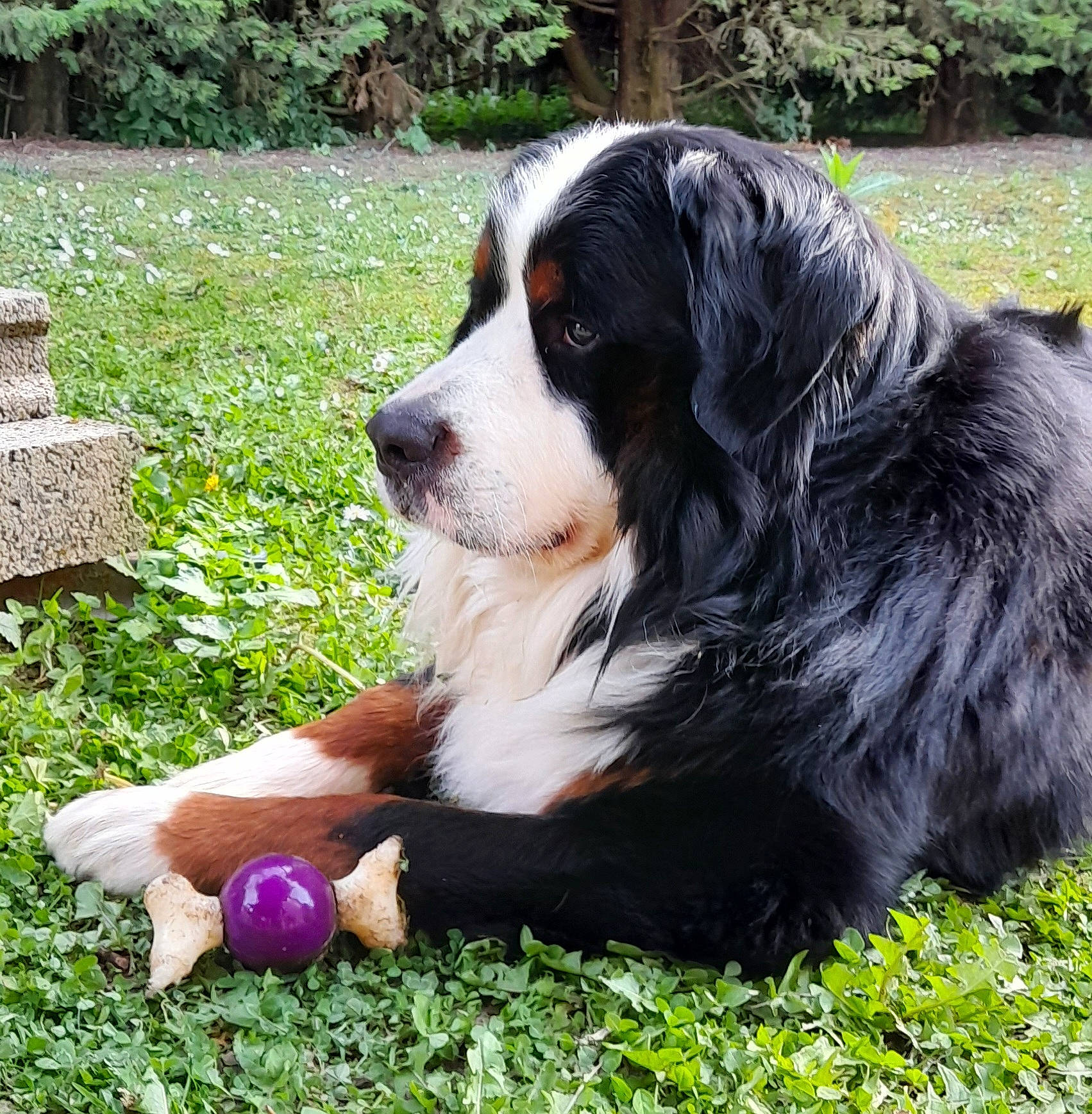 Shewy participe au concours pour gagner de l'argent avec cette photo : bernese_mountain_dog, bored, carnivore, companion_dog, dog, dog_breed, fur, grass, groundcover, herding_dog, plant, recreation, snout, sporting_group, terrestrial_animal, working_dog