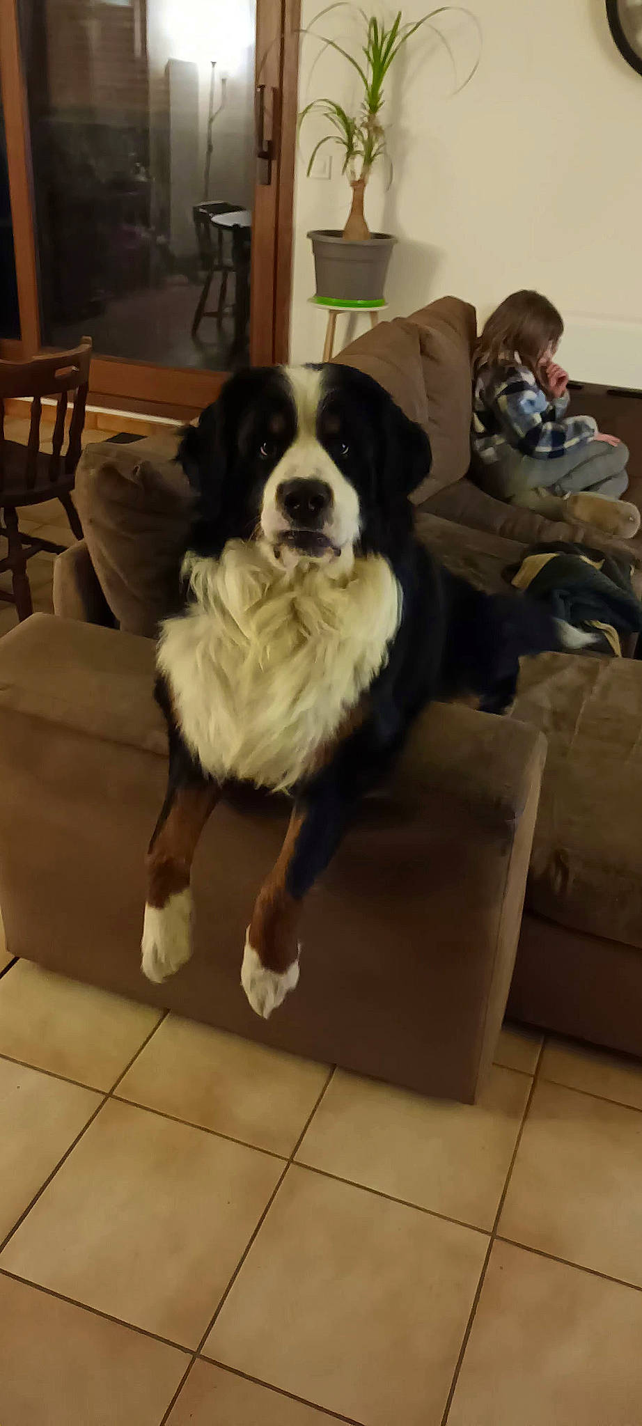 Shewy a rejoint le concours — aidez-le/la à gagner de superbes lots ! canidae, carnivore, chair, companion_dog, couch, dog, dog_breed, door, floor, flooring, fur, giant_dog_breed, hardwood, herding_dog, room, sporting_group, wood, working_animal, working_dog