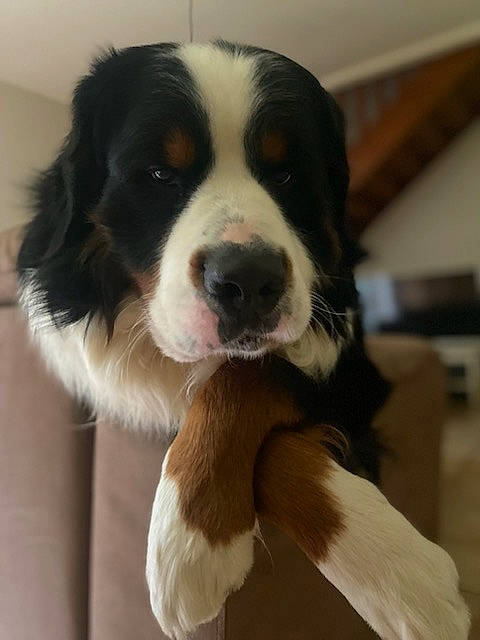 Shewy participe au concours pour gagner de l'argent avec cette photo : ball, bernese_mountain_dog, bored, canidae, carnivore, companion_dog, dog, dog_breed, fur, giant_dog_breed, gun_dog, herding_dog, sporting_group, terrestrial_animal, whiskers, working_animal, working_dog