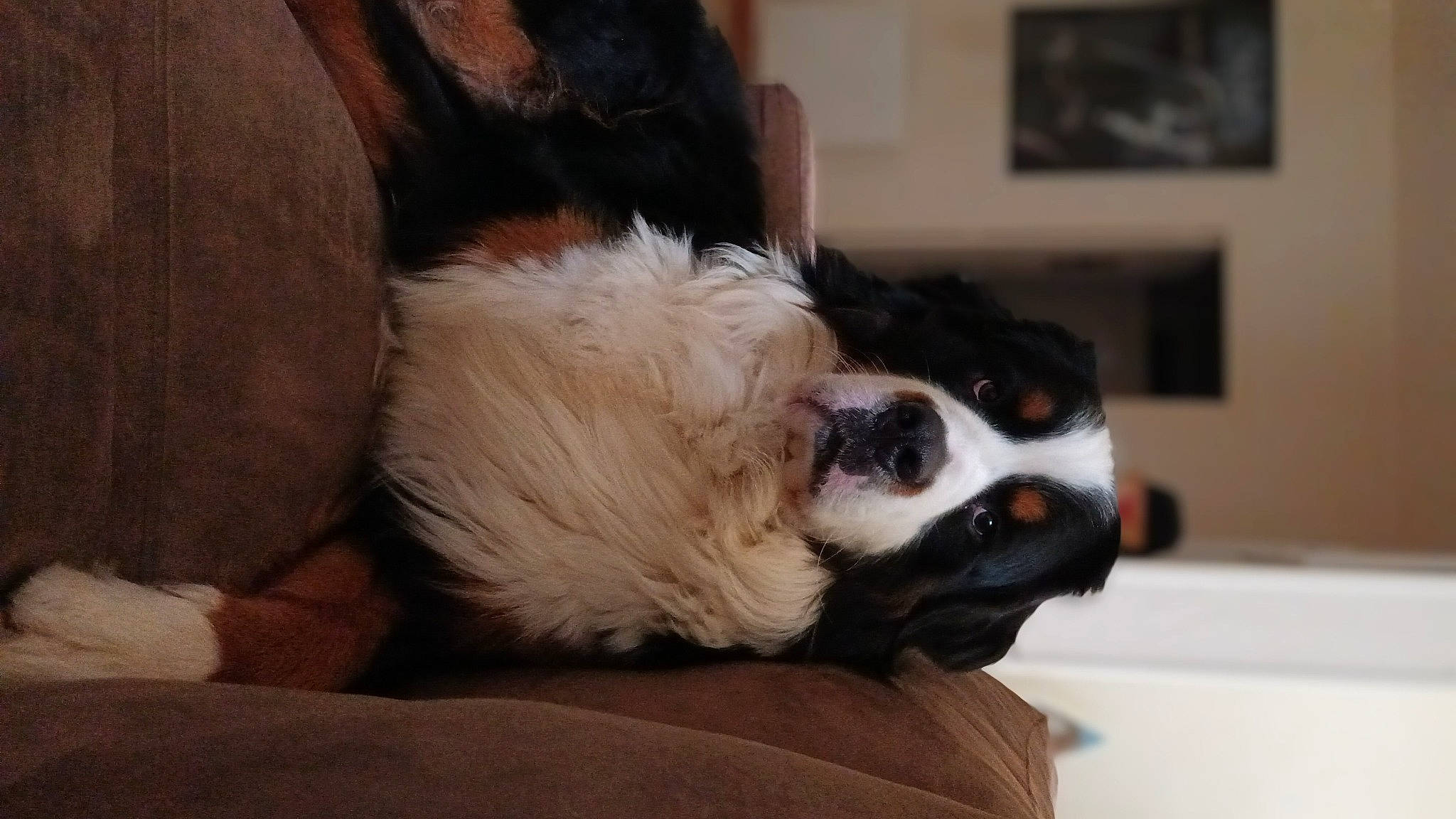 Shewy participe au concours pour gagner de l'argent avec cette photo : bored, canidae, carnivore, comfort, companion_dog, dog, dog_breed, fawn, fur, king_charles_spaniel, liver, paw, picture_frame, snout, spaniel, sporting_group, terrestrial_animal, toy_dog, whiskers, working_animal